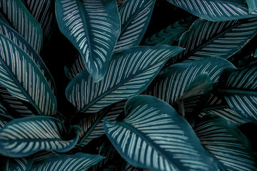 Naklejka na ściany i meble ropical leaves, abstract green leaves texture, nature background