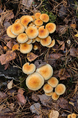 Background. Mushroom family in the autumn forest.