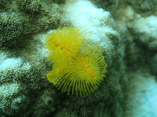 水中の黄色いクリスマスツリー