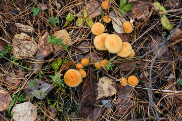 Background. Mushroom family in the autumn forest.