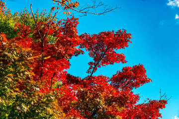 志高湖の紅葉