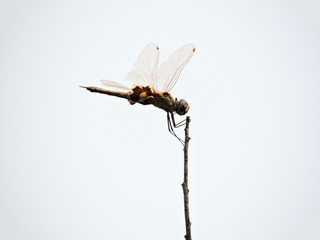Red dragonfly perched on upright branch
