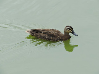 Pacific Black Duck swimming in green lake water