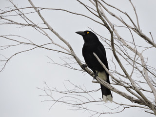 Pied Currawong perched in bare tree