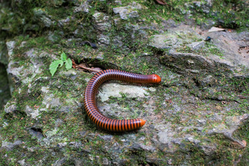 Millipedes on the floor in the forest Macro of orange and brown millipede on the floor, Millipede coiled, Disambiguation