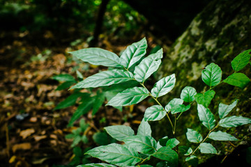 Green leaf texture background, tropical leave foliage are shaped like tiny spikes, leaves in tropical forest, green concept.