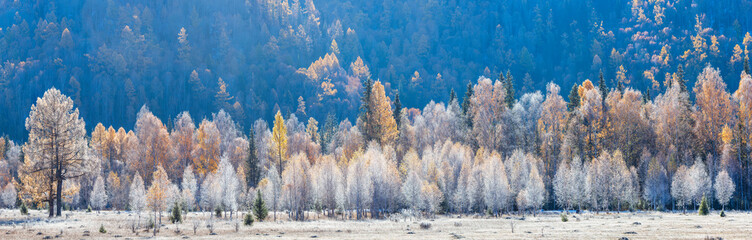 Panoramic autumn view, forest in the morning hoarfrost