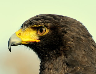 bird, hawk, bird eye, bird profile, prey,,beak, bird of prey,, animal;. nature, predator, falcon, eye, falcon, beak, nature