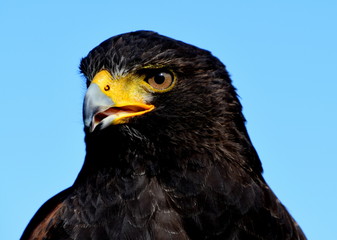 bird, hawk, bird of  prey, nature,wildlife, ,nature, predator, wild, portrait, beak, hunter, raptor, brown, head, 