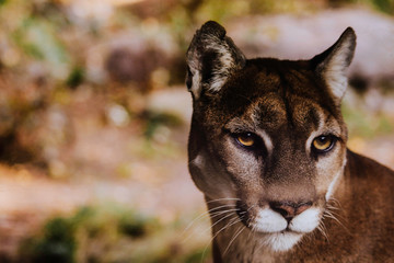 portrait of a lynx