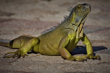 Iguanas