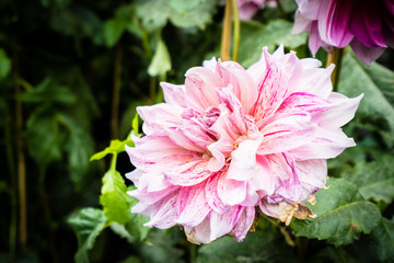 Fototapeta premium Colorful flower in the garden