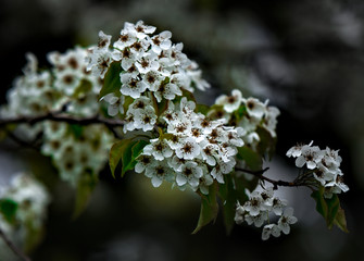White Blooms