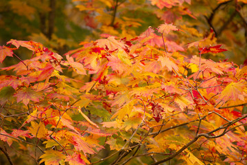 紅葉（赤と黄色のコントラスト）