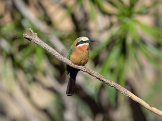 Bee Eater Bird Isolated