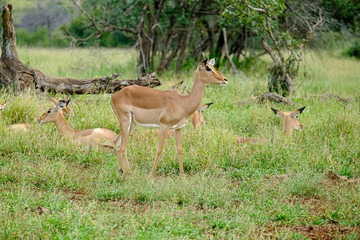 Naklejka na ściany i meble Group of female impalas in the wild