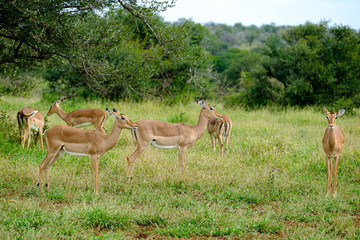Naklejka na ściany i meble Group of female impalas in the wild