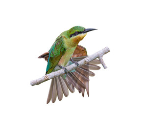 Blue-tailed Beeeater isolated on white background.