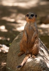 ミーアキャット