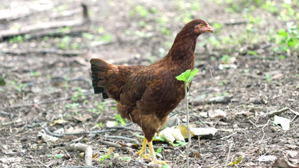 Chicken - Rhode Island Red