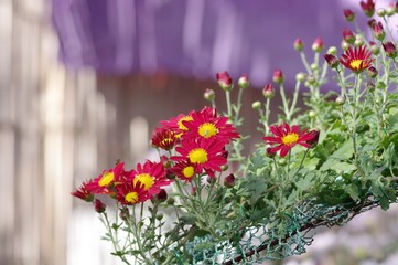 菊の花