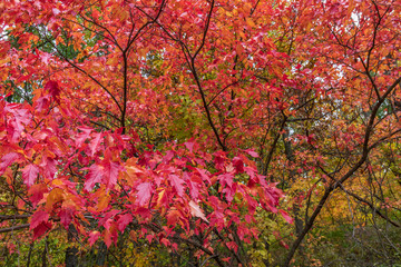 Vibrant red fall foliage