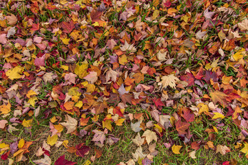 Wet, colorful, autumn leaves on the ground