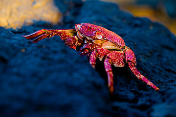 Dry red crab on a black lava rock.