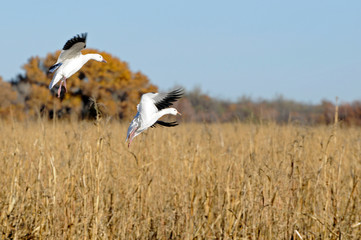 Snow Geese Landing in Field at Bosque Del Apache