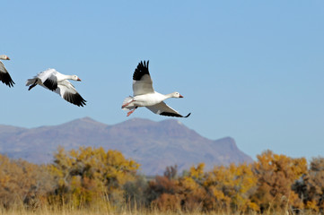 Snow Goose Soaring Above Bosque Del Apache