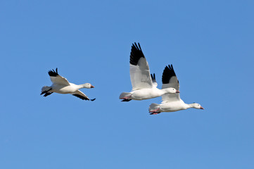 Fototapeta na wymiar Snow Geese Flying Against Blue Sky at Bosque Del Apache