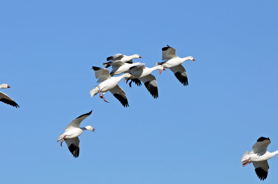 Flock of Snow Geese Flying Against a Blue Sky