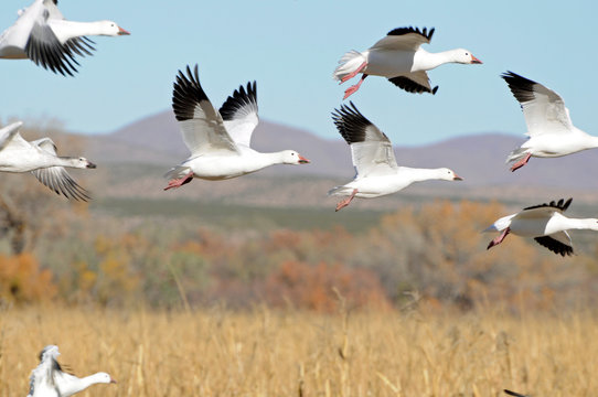 Snow Geese Flying Above Bosque Del Apache