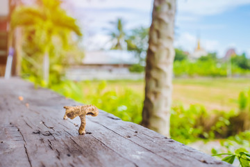 Small mushrooms are growing on wooden planks to make a table during hot and humid weather.