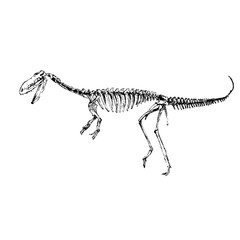 dinosaur Bone skeleton art illustration