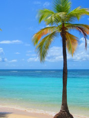 Un cocotier sur la plage devant la mer turquoise