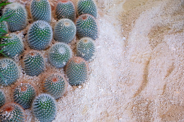 Small Cactus on sand