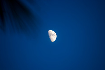 Third Quarter phase of the moon waxing gibbous