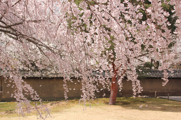 京都　醍醐寺のしだれ桜