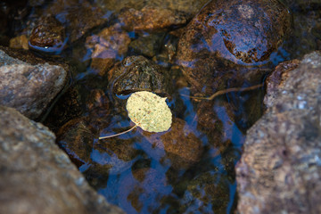 Lone yellow aspen leaf floating in calm water with rocks