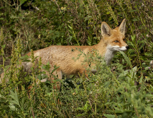 red fox in grass