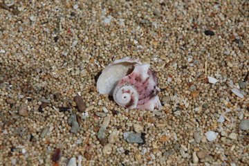 shell on the beach