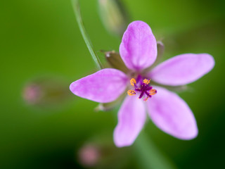 Close up of a purple flower