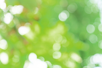 Obraz premium natural green bokeh abstract background,blurred textured