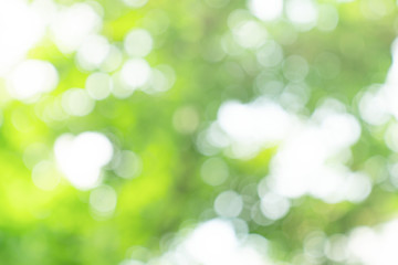Obraz premium natural green bokeh abstract background,blurred textured