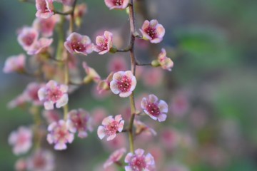 Fototapeta na wymiar Closeup of pink wild red currant flowers 
