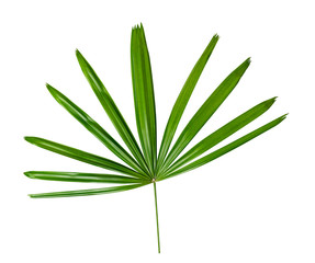 Green leaves pattern,leaf palm tree isolated on white background with clipping path