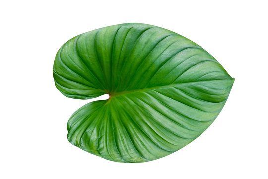 Green leaves pattern,leaf homalomena rubescens tree isolated on white background,include clipping path