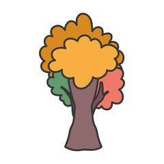 tree foliage botanical nature autumn