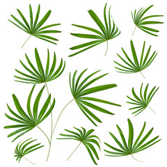 Green leaves pattern,leaf palm tree isolated on white background